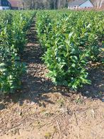 Laurierkers: Caucasica en Novita haagplant, Ophalen, Laurier, Haag, 100 tot 250 cm