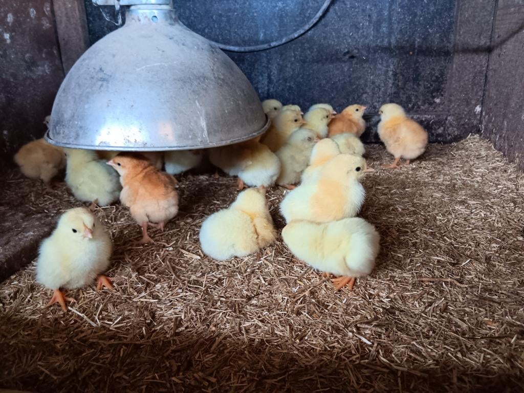 Poule de bresse kuikens, Animaux & Accessoires, Reptiles & Amphibiens