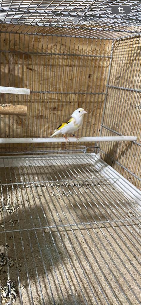 Mâle parva tête d’aigle 2023, Animaux & Accessoires, Oiseaux | Oiseaux Autre, Mâle