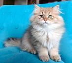 British langhaar shaded golden black, Dieren en Toebehoren, Kater, Met stamboom, 0 tot 2 jaar