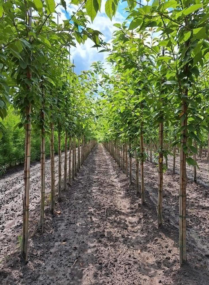 Sierkersen prunus bomen in verschillende maten, Tuin en Terras, Planten | Bomen, Herfst, Ophalen of Verzenden