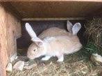 Vlaamse reuzen, Dieren en Toebehoren, Konijnen, Meerdere dieren, Groot, 0 tot 2 jaar