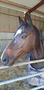 Ierse volbloed paarden, direct uit Ierland, Dieren en Toebehoren, Ophalen of Verzenden