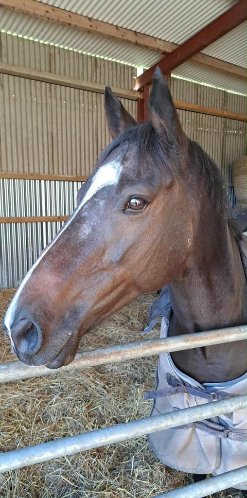 Ierse volbloed paarden, direct uit Ierland, Dieren en Toebehoren, Paarden en Pony's | Overige Paardenspullen, Ophalen of Verzenden
