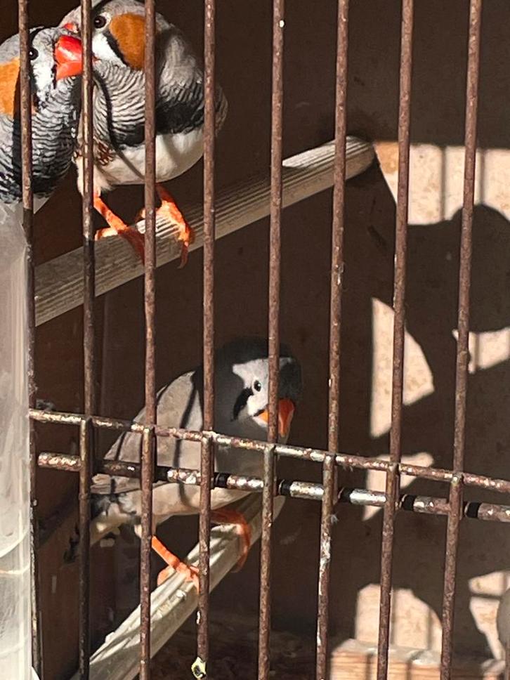 Zebravinken te koop – 4stk (1 pop & 3 mannen) – Kweekklaar, Dieren en Toebehoren, Vogels | Overige Vogels