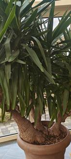 Yucca ongeveer 40 jaar oud, Ophalen, Bloeit niet, Vaste plant, Halfschaduw