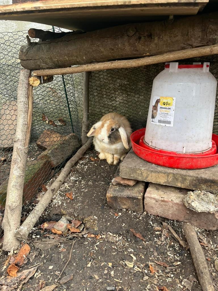 Lapin de compagnie, Ophalen