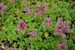 Sedum spurium, Ophalen, Bodembedekkers, Volle zon, Vaste plant