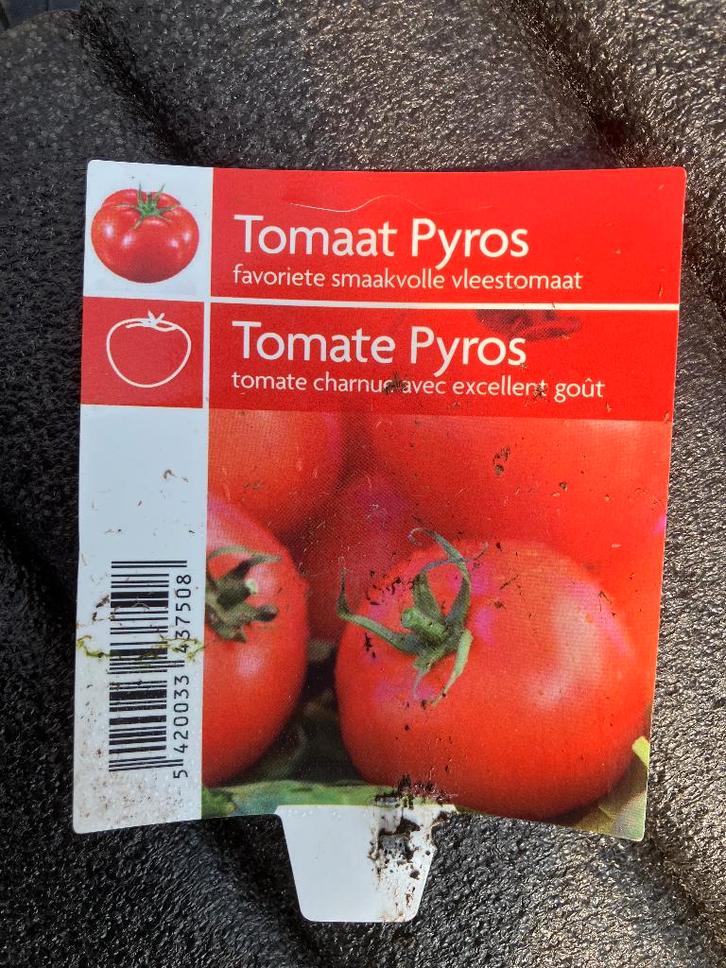 Tomaten en paprikaplantjes, Jardin & Terrasse, Plantes | Jardin, Annuelle, Plantes potagères, Plein soleil, Enlèvement