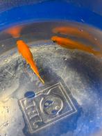 Medaka Yama king bijna volwassen, Dieren en Toebehoren, Vissen | Vijvervissen, Overige soorten