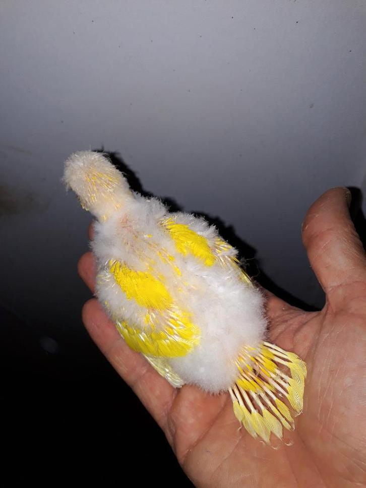 Kakariki jaunes pour eam, Animaux & Accessoires, Oiseaux | Perruches & Perroquets, Perruche, Domestique