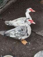 Nog 1 barberie eend  beschikbaar, Dieren en Toebehoren, Eend