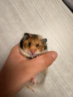Langharige goudhamster, Dieren en Toebehoren, Hamster, December, Vrouwelijk, Tam