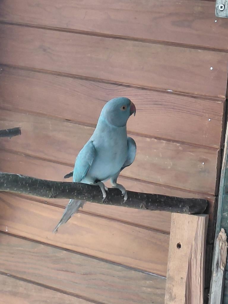 Halsbandparkiet man, Dieren en Toebehoren