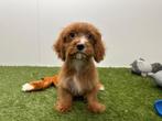 Chiots Cavapoo, Hépatite contagieuse (maladie de Rubarth), Plusieurs, Belgique, Plusieurs animaux