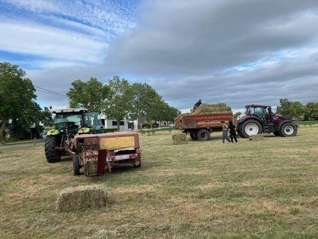 hooi kleine pakjes, Zakelijke goederen, Landbouw | Veevoer, Ophalen