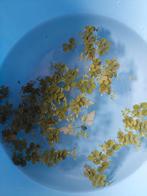 Drijfplant aquarium, Dieren en Toebehoren, Ophalen