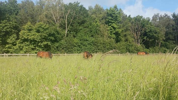 Weide - Paddock paradise - Equihabitat te koop, Animaux & Accessoires, Box & Pâturages, Pâturage, 4 chevaux ou poneys ou plus