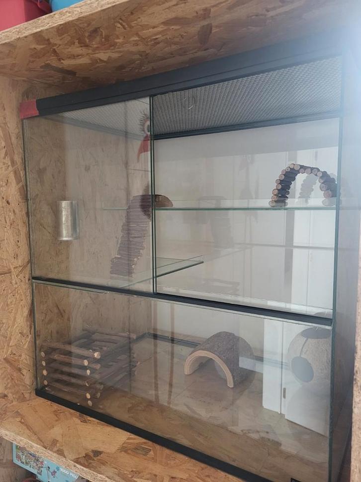 Gerbil terrarium Queenies met toebehoren, Dieren en Toebehoren, Knaagdieren en Konijnen | Toebehoren, Gebruikt, Overige typen