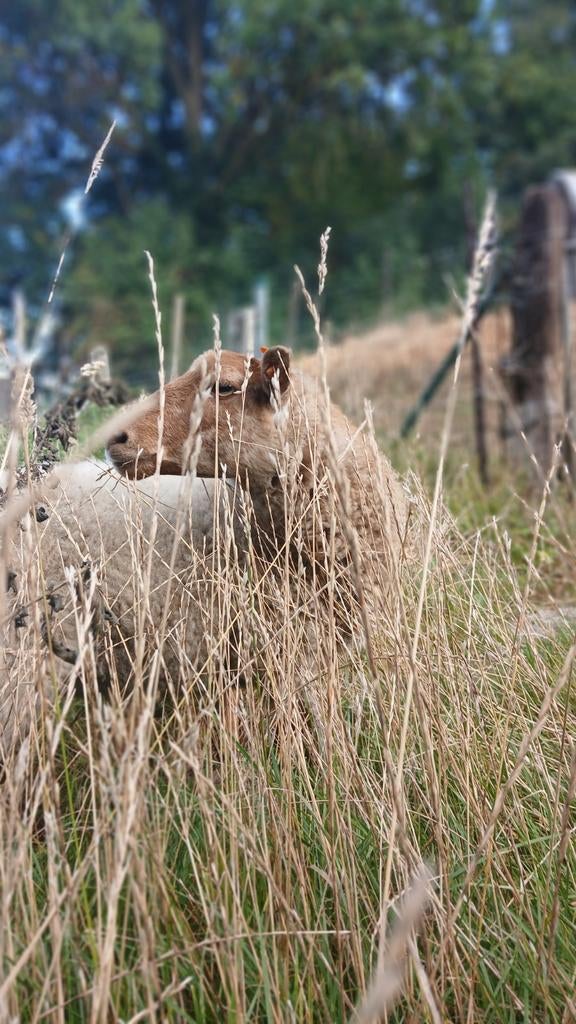 Ouessant x ardense voskop koppel, Dieren en Toebehoren, Meerdere dieren, Schaap, 0 tot 2 jaar