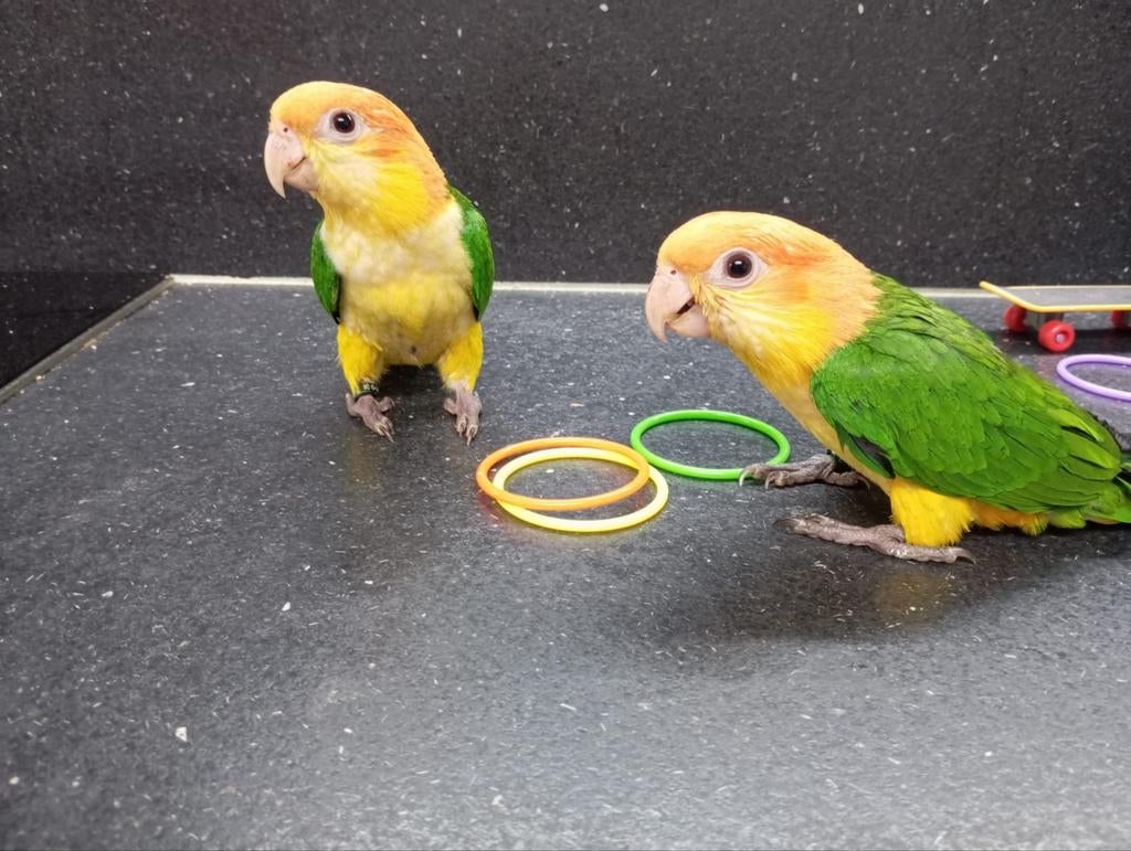 Caique tête rouille EAM, Plusieurs animaux, Perroquet, Domestique