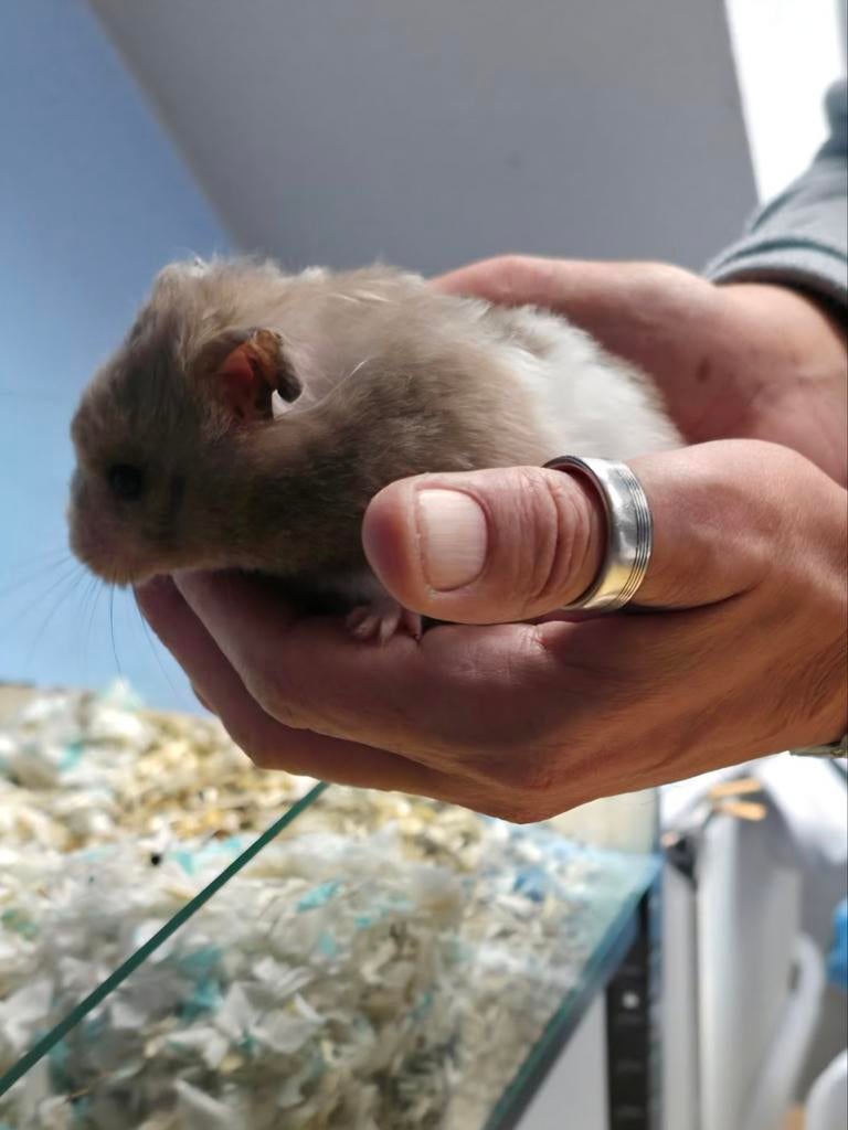Goudhamster met kooi, Dieren en Toebehoren, Knaagdieren, Hamster, Vrouwelijk, Mei, Tam