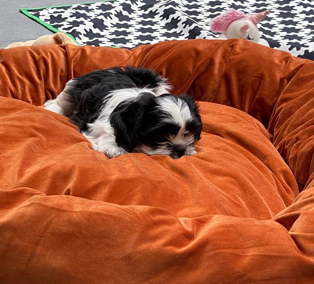 Shihtzu puppy’s, Parvo, België, 8 tot 15 weken, Meerdere