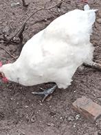 Broedeieren poule de bresse, Dieren en Toebehoren, Meerdere dieren, Kip