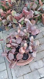 Bergenia's (schoenlappersplanten) in pot, Ophalen, Lente, Vaste plant, Bodembedekkers