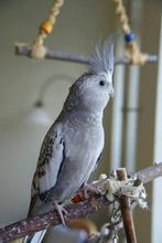 Verschillende valkparkieten, Dieren en Toebehoren, Vogels | Parkieten en Papegaaien