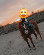 Super braaf paardje te koop 1m56, Dieren en Toebehoren, Ophalen