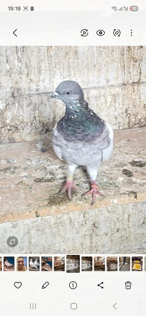 Zwart en wit en grijs, Dieren en Toebehoren