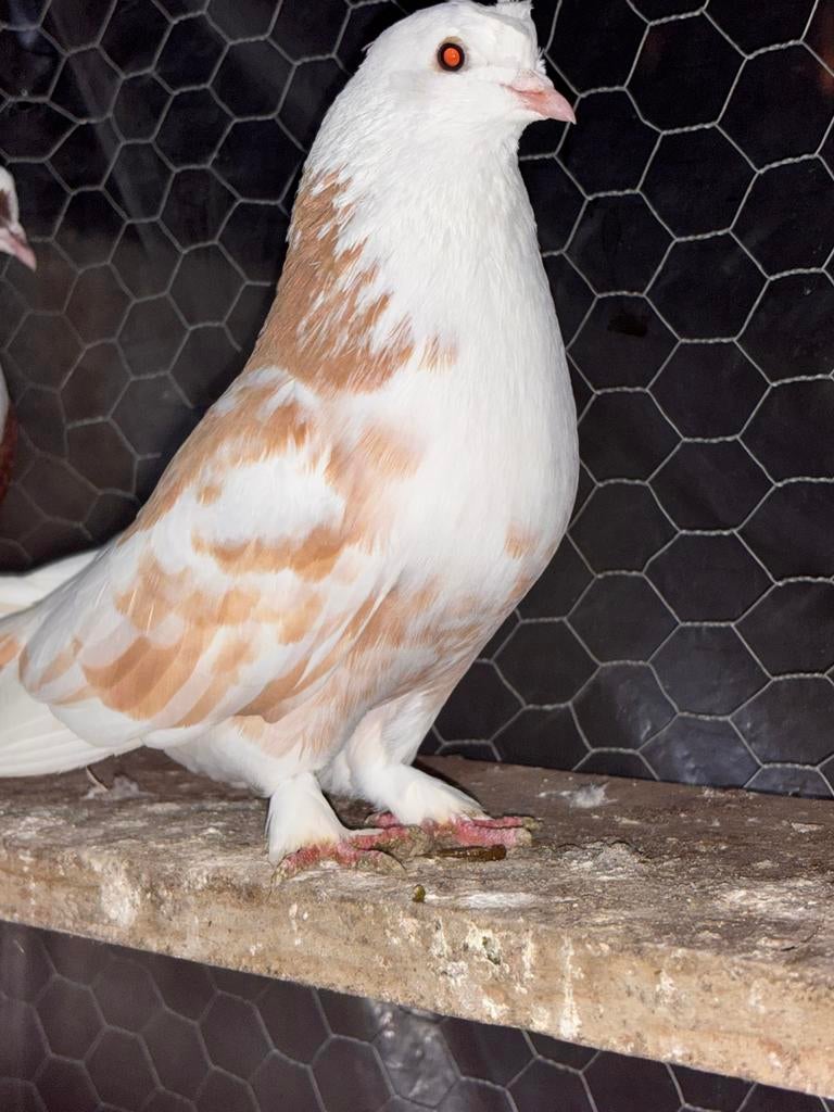 Arabische en Syrische duiven, Dieren en Toebehoren