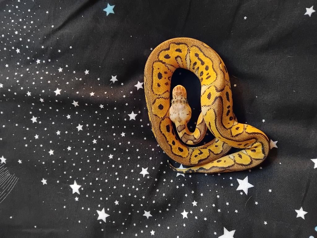 Pastel clown 100% het hypo 0.1, Dieren en Toebehoren, Slang, 0 tot 2 jaar