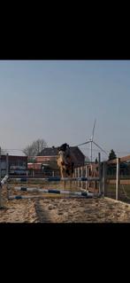 2 jarige Ruin, Dieren en Toebehoren, Met stamboom, Ruin, Springpony, 0 tot 2 jaar