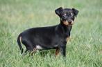 Chiots Pinscher nain à vendre - Belges, Autres races, Plusieurs, Hépatite contagieuse (maladie de Rubarth), Belgique