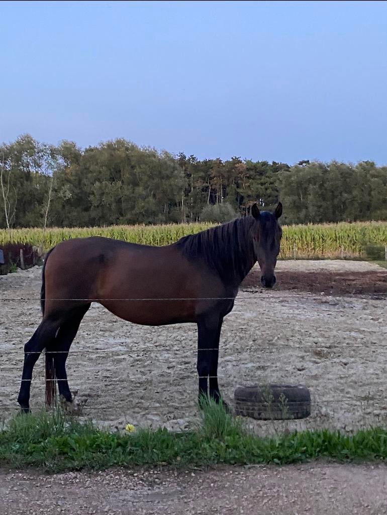PRE- merrie, Dieren en Toebehoren, Paarden, Minder dan 160 cm, Zadelmak, 7 tot 10 jaar, Recreatiepaard