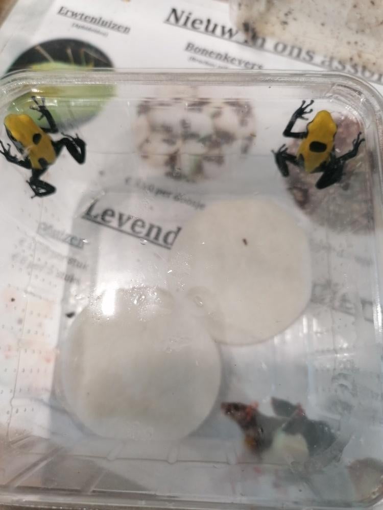 gifkikkers, Dieren en Toebehoren, Reptielen en Amfibieën, Amfibie, 0 tot 2 jaar