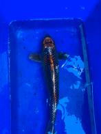 Kogane ochiba sigura, Dieren en Toebehoren