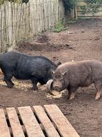 2 mimi varkens gratis af te halen, Dieren en Toebehoren, Varken