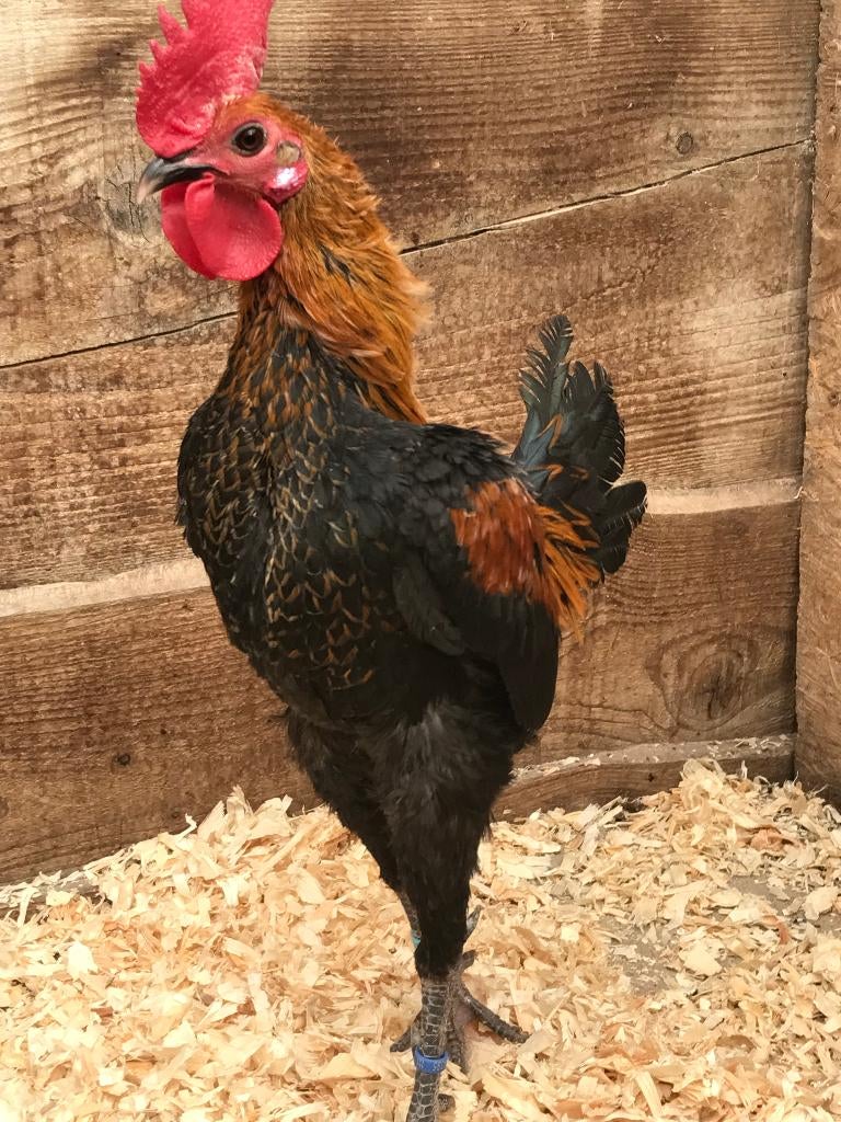 Modern Engelse Vechtkriel, Dieren en Toebehoren, Pluimvee, Meerdere dieren, Kip