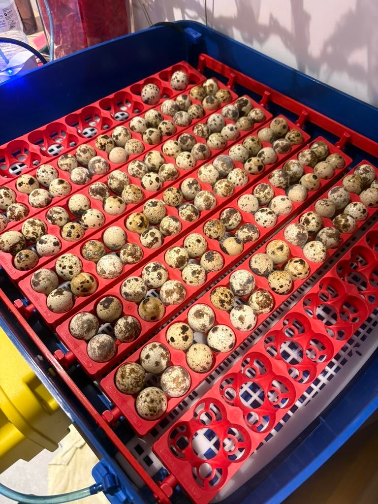 136 Jumbo Kwarteleieren (Broedeieren) - enkel morgen zondag, Dieren en Toebehoren, Pluimvee