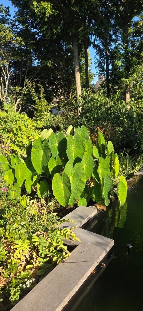 Colocasia Pink China, Ophalen