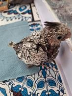 Zeer mooie valkparkiet Aalter, Dieren en Toebehoren, Vogels | Parkieten en Papegaaien