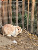Konijn, Vrouwelijk, Middelgroot, Hangoor, 0 tot 2 jaar