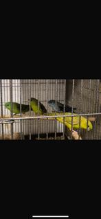 Perruches Catherine, Enlèvement