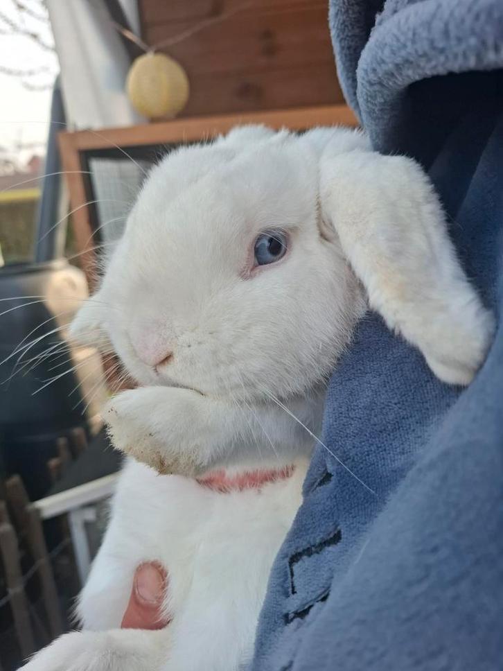 Nhd rammetje, bijna 1 jaar oud, Animaux & Accessoires, Lapins