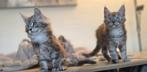 Maine Coon kittens mannetje en vrouwtje, Meerdere dieren, Met stamboom, 0 tot 2 jaar