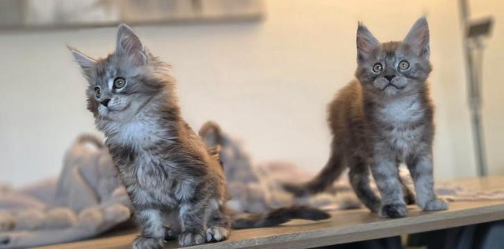 Maine Coon kittens mannetje en vrouwtje, Dieren en Toebehoren, Katten en Kittens | Raskatten | Langhaar, Meerdere dieren, 0 tot 2 jaar