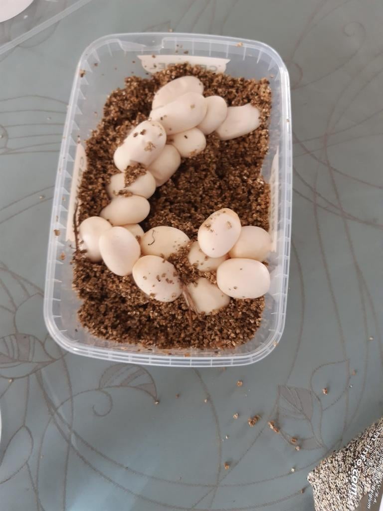 Baby slangen, Dieren en Toebehoren